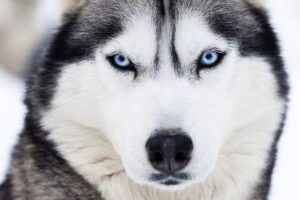 Husky